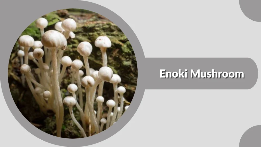 Enoki Mushroom