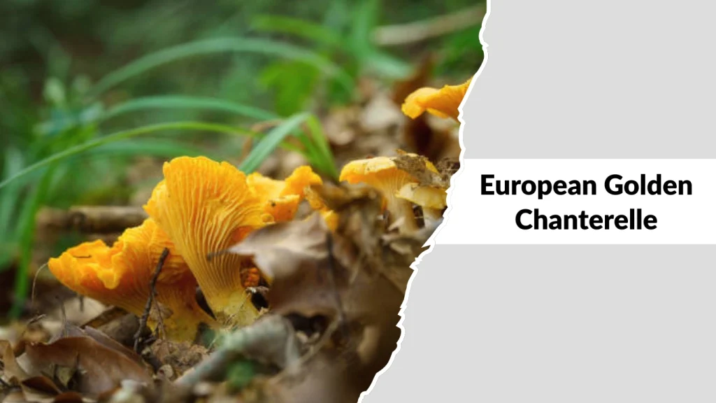 European Golden Chanterelle