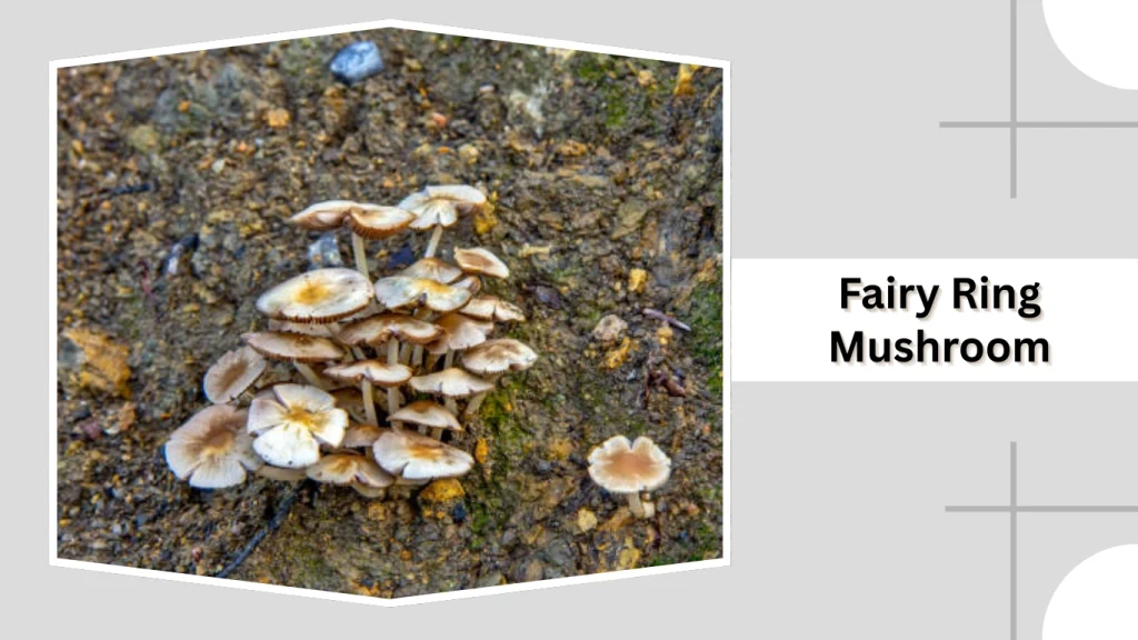 Fairy Ring Mushroom