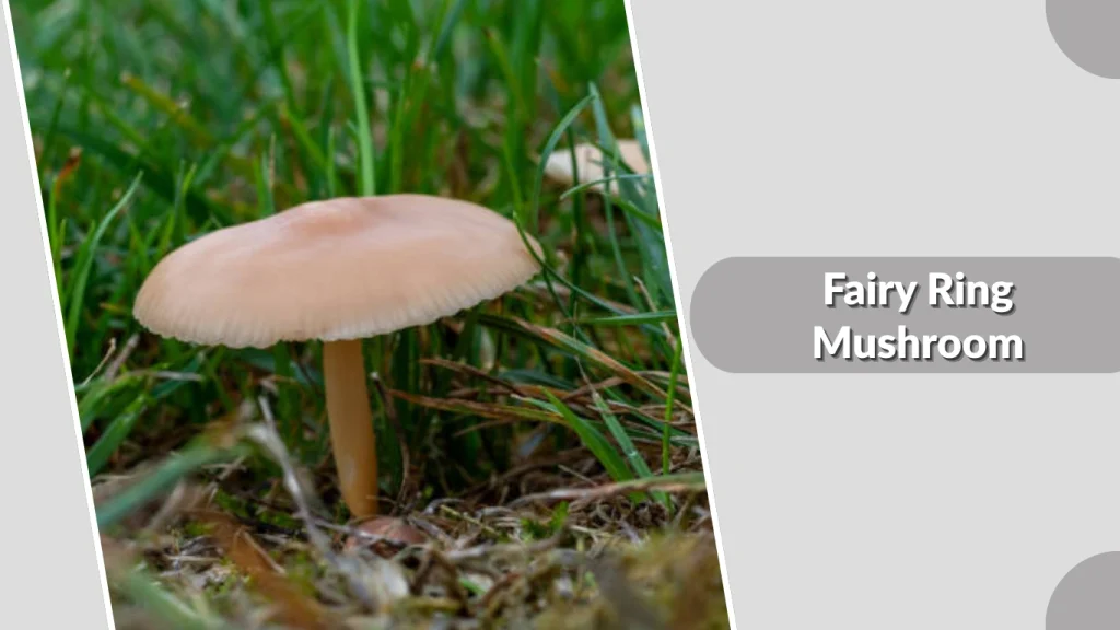Fairy Ring Mushroom