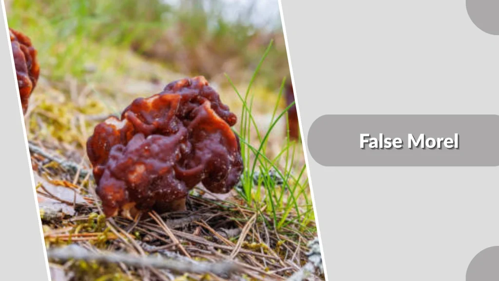 False Morel
