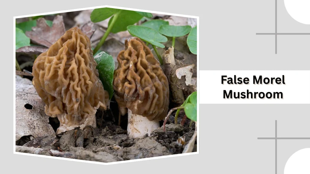 Morel Mushroom (Morchella esculenta)