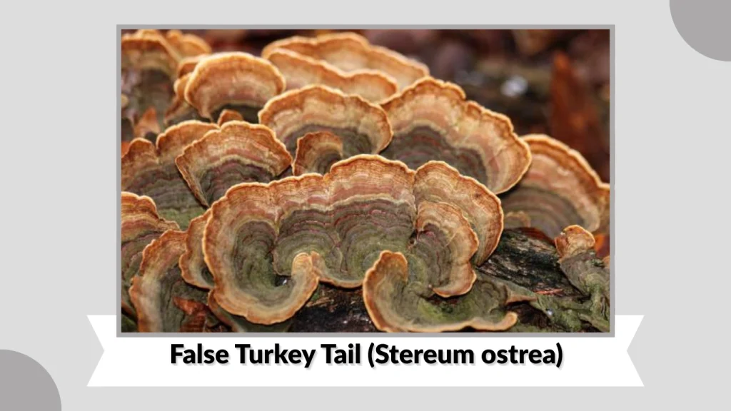 False Turkey Tail (Stereum ostrea)