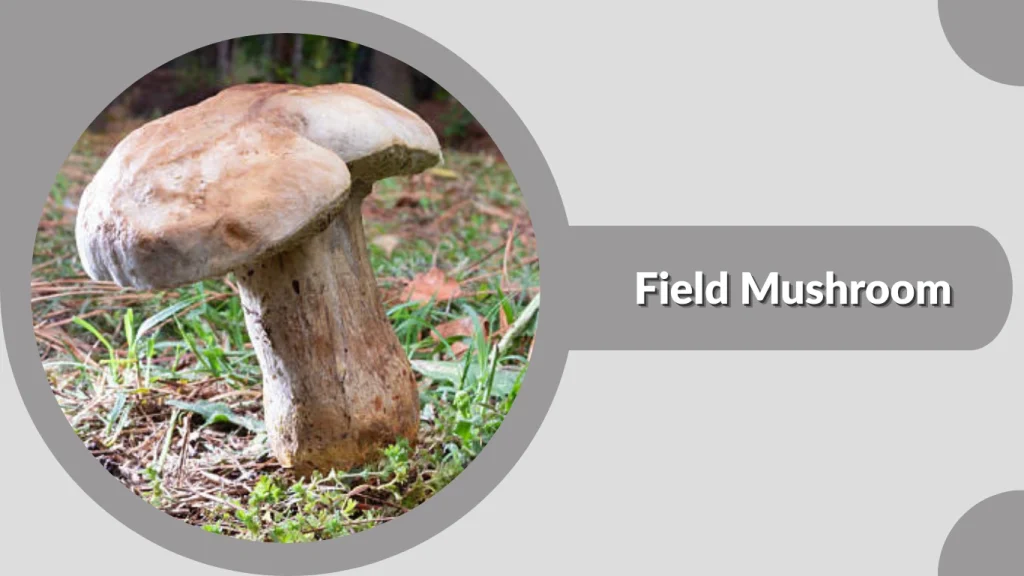 Field Mushroom