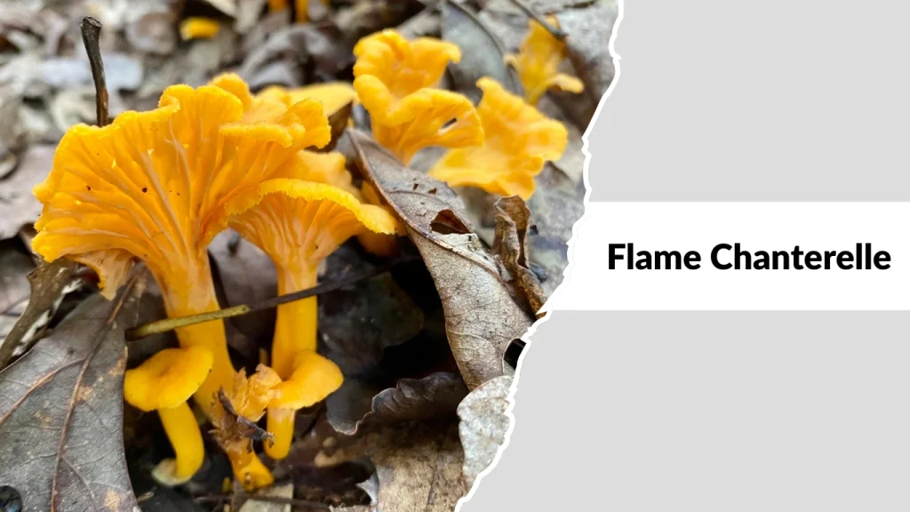 Flame Chanterelle