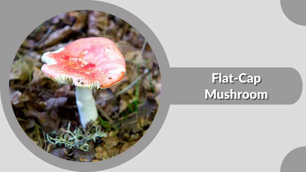 Flat-Cap Mushroom