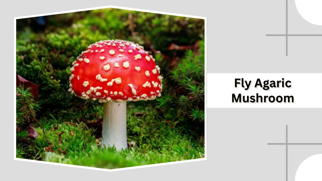 Fly Agaric Mushroom