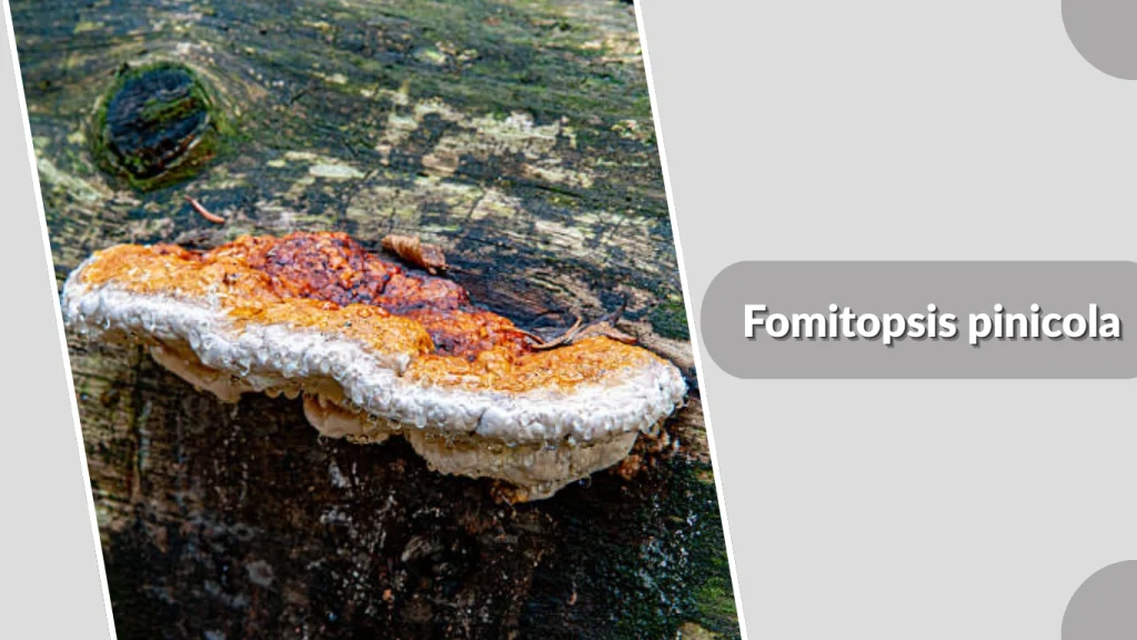 Fomitopsis pinicola