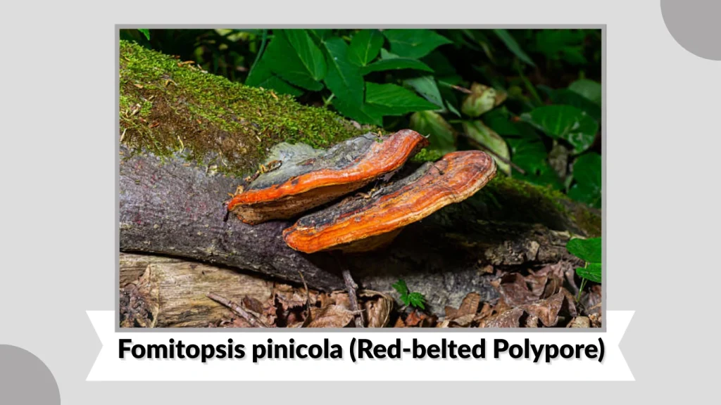 Fomitopsis pinicola (Red-belted Polypore)