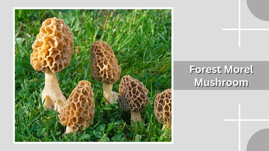 Forest Morel Mushroom