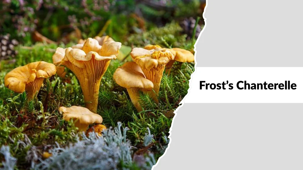 Frost’s Chanterelle