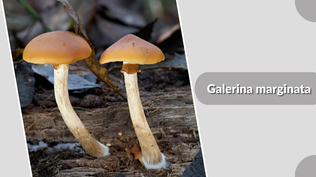 Galerina marginata mushroom