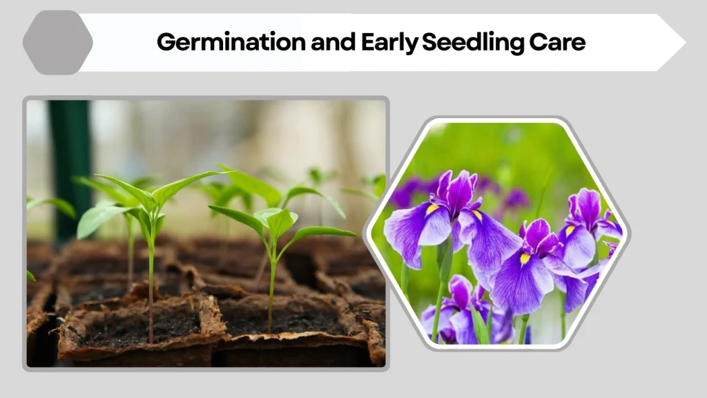 Germination and Early Seedling Care