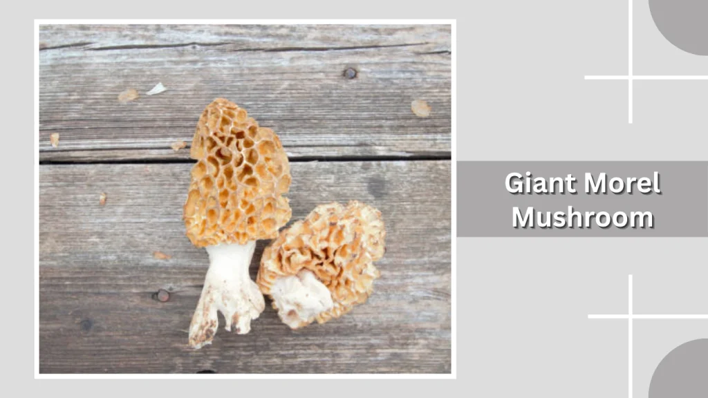 Giant Morel Mushroom