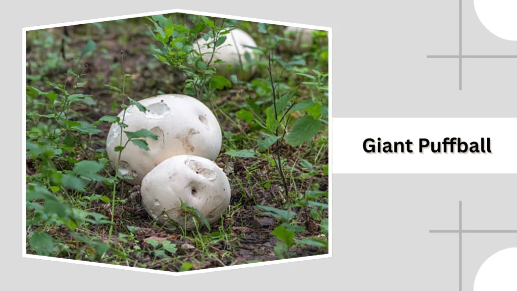 Giant Puffball