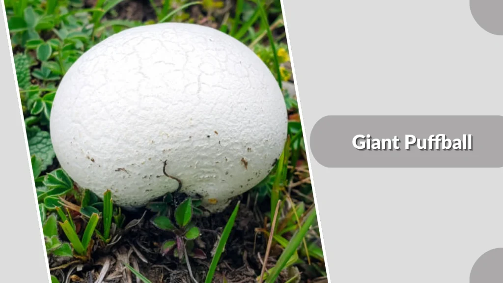 Giant Puffball