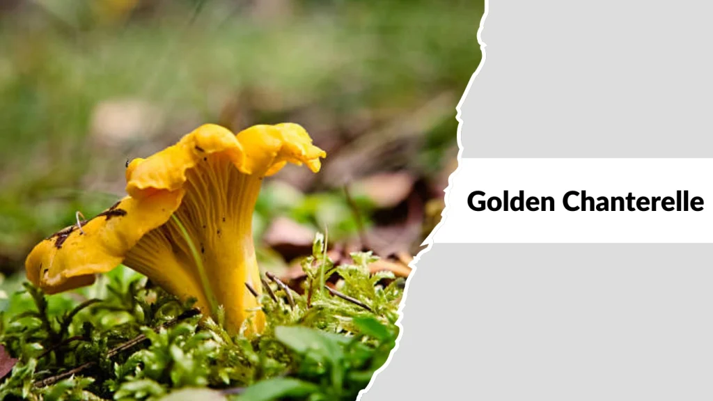 Golden Chanterelle