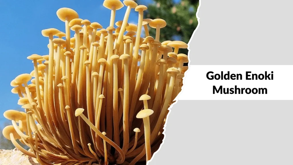 Golden Enoki Mushroom