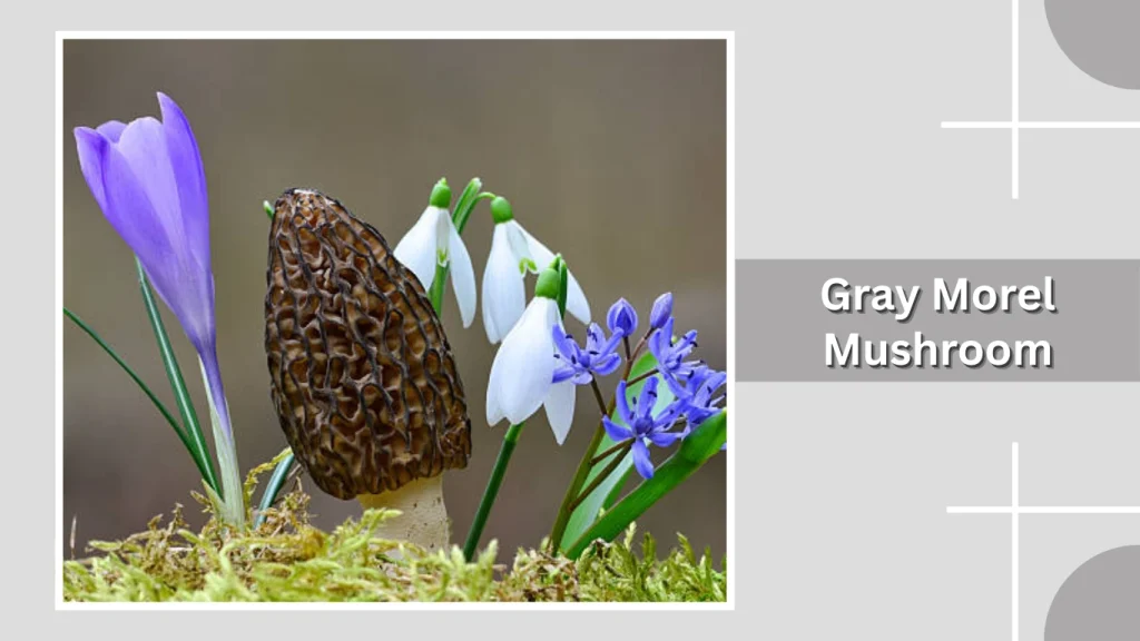 Gray Morel Mushroom