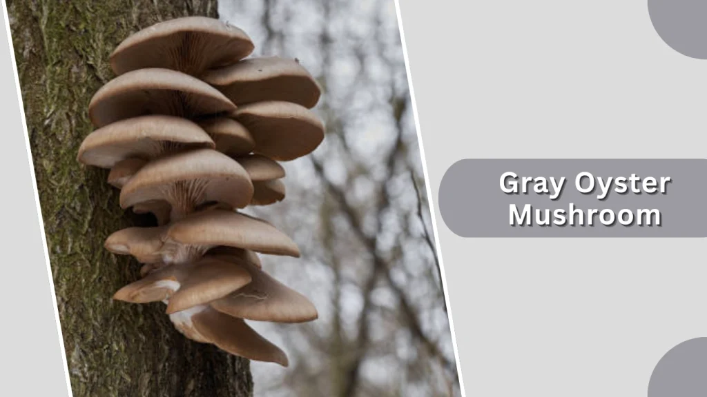 Gray Oyster Mushroom