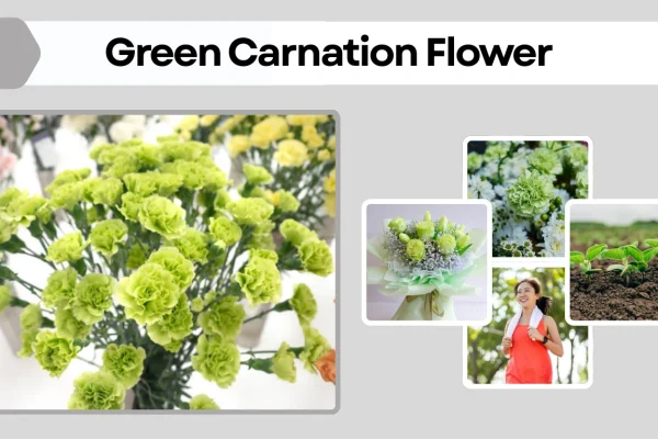 Green Carnation Flower Meaning, Symbolism, Care, and Uses