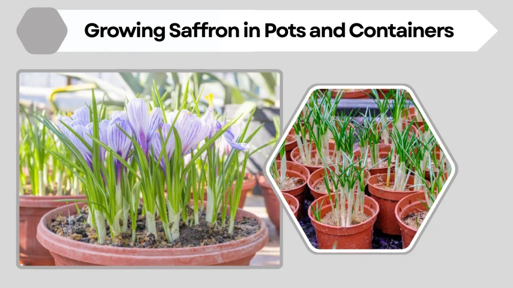 Growing Saffron in Pots and Containers