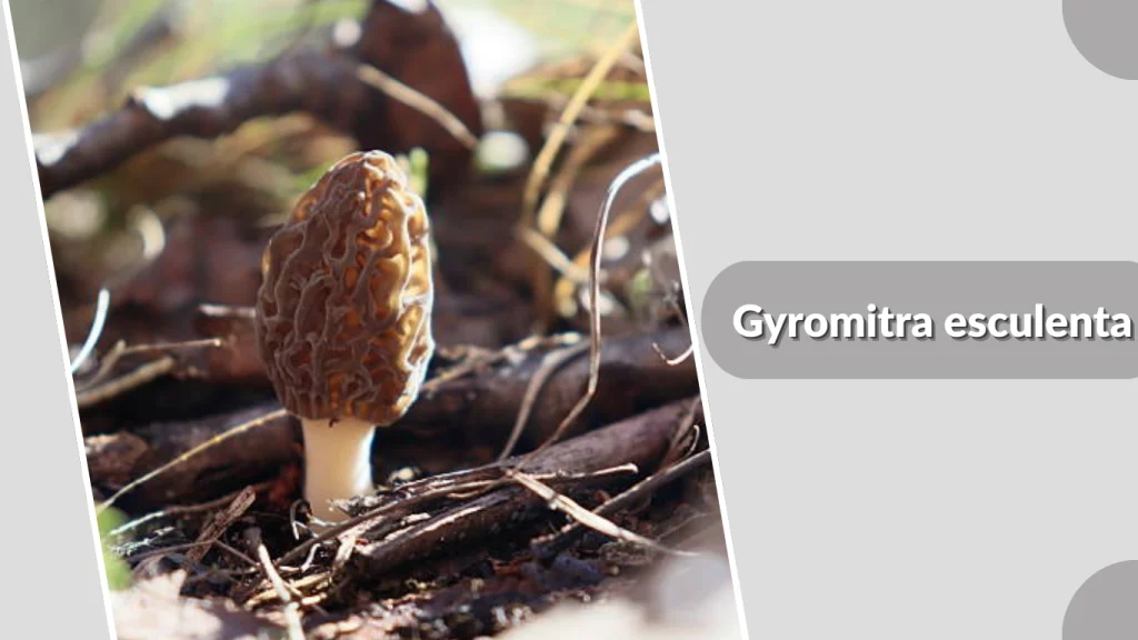 Gyromitra esculenta mushroom