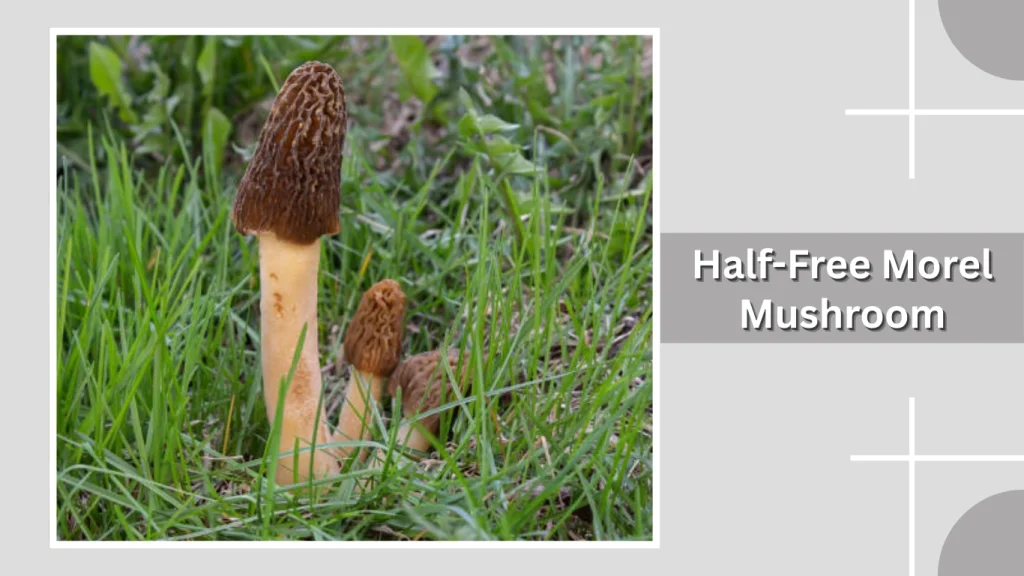 Half-Free Morel Mushroom