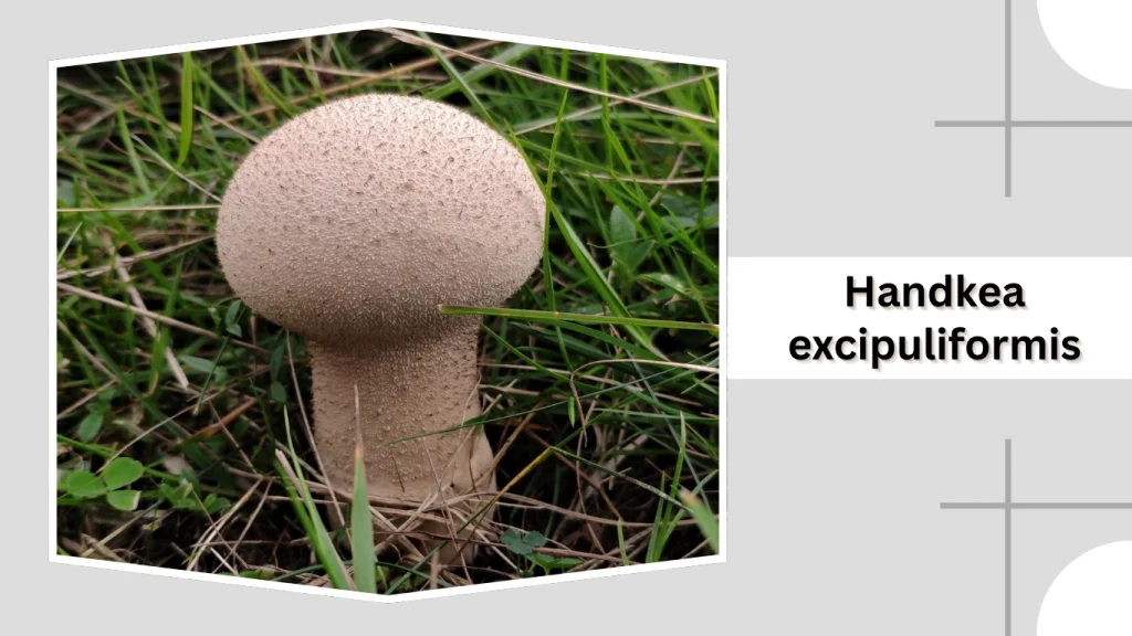 Handkea excipuliformis