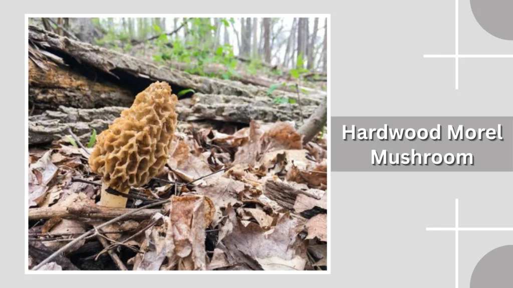 Hardwood Morel Mushroom