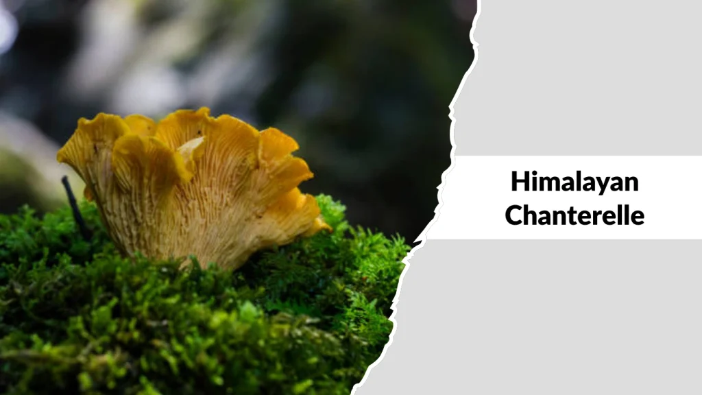 Himalayan Chanterelle