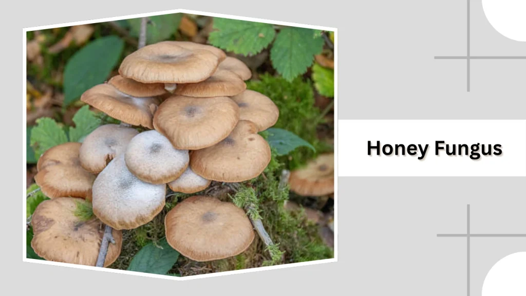 Honey Fungus