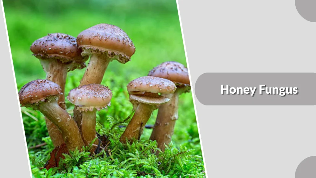 Honey Fungus