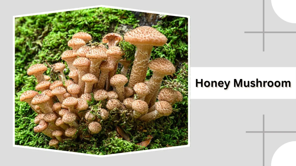 Honey Mushroom (Armillaria mellea)