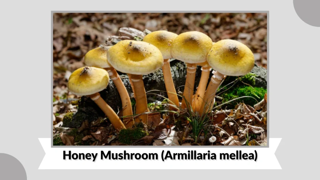 Honey Mushroom (Armillaria mellea)