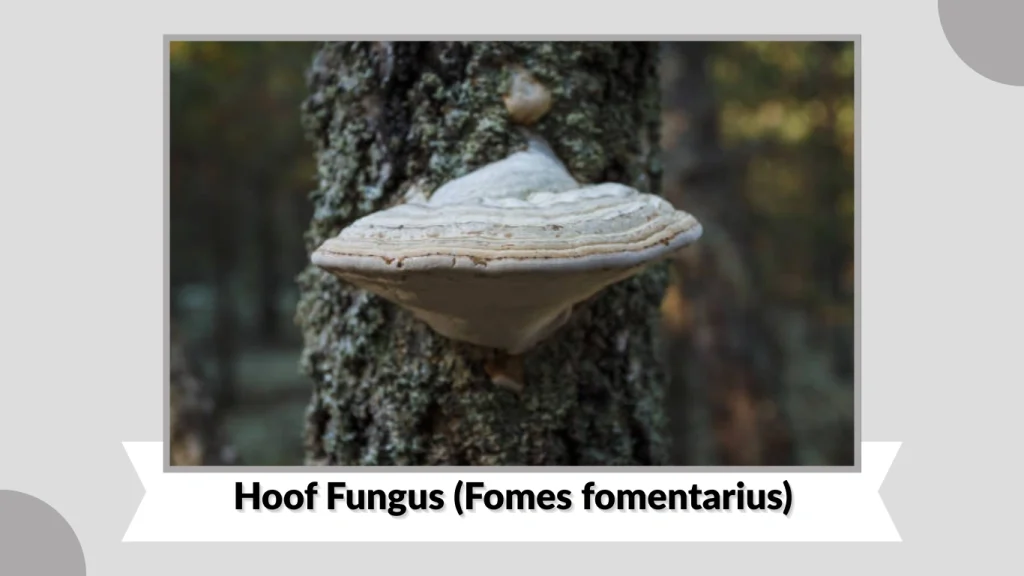 Hoof Fungus (Fomes fomentarius)