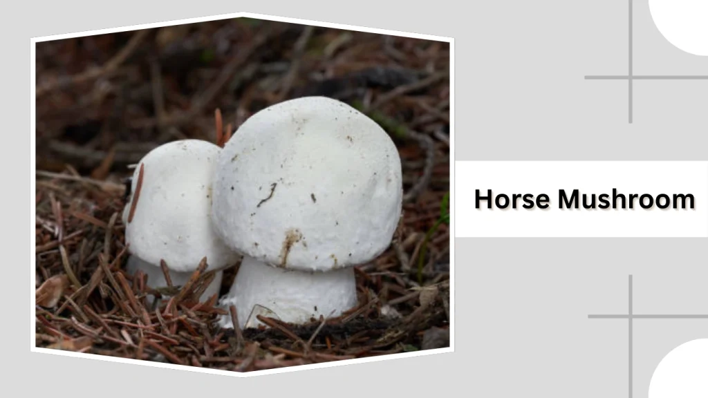 Horse Mushroom