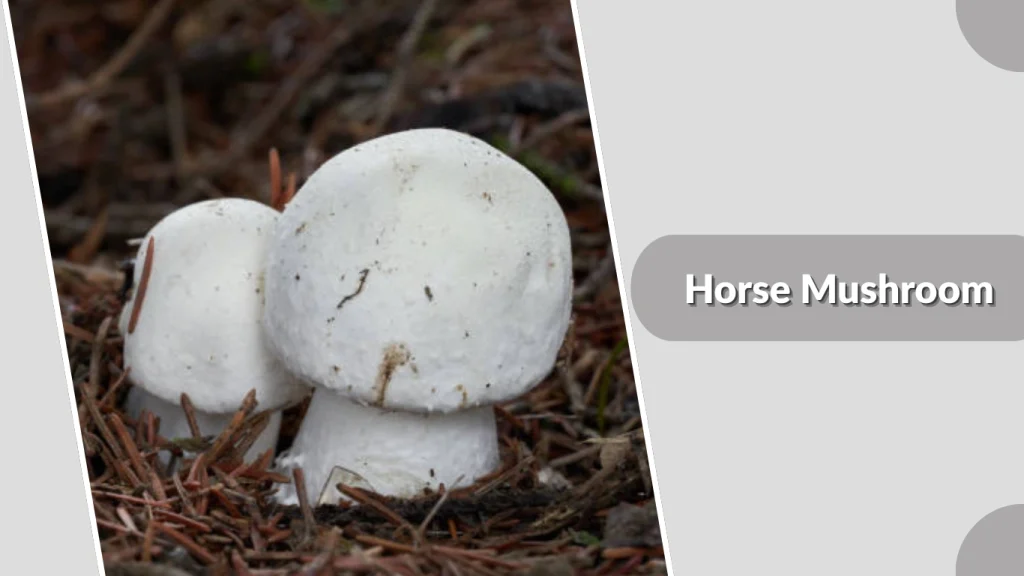 Horse Mushroom
