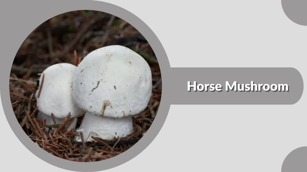 Horse Mushrooms