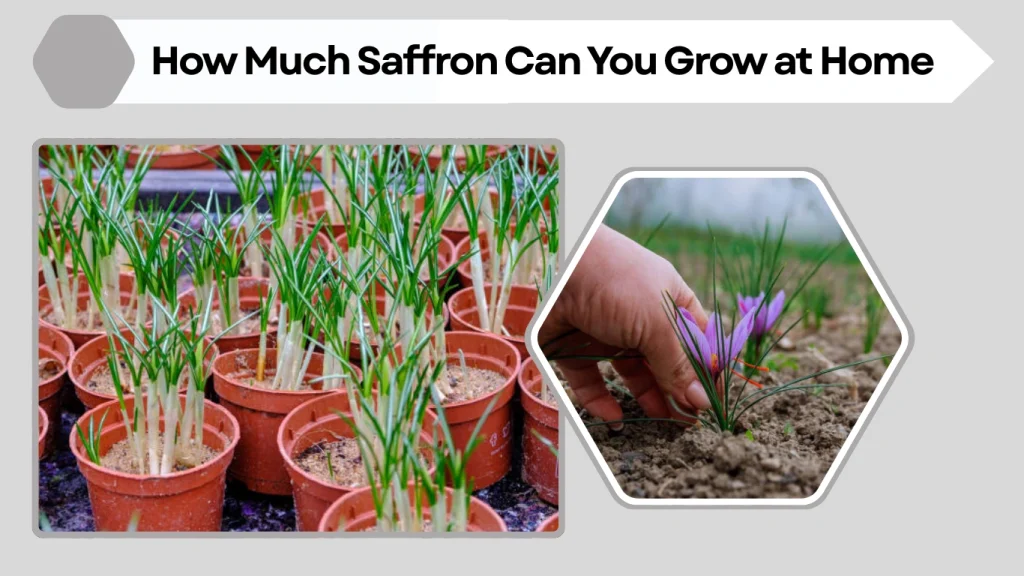 How Much Saffron Can You Grow at Home