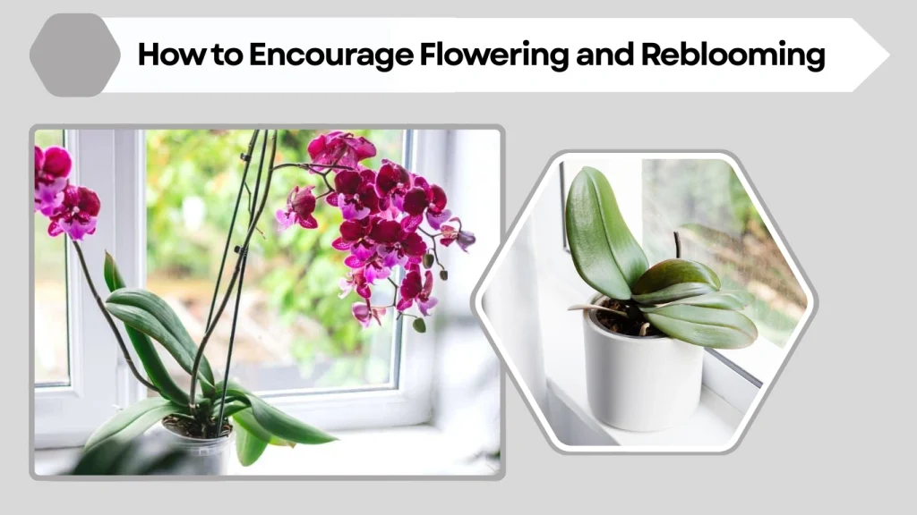 How to Encourage Flowering and Reblooming