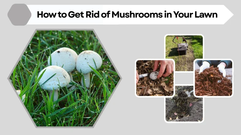 How to Get Rid of Mushrooms in Your Lawn: A Step-by-Step Guide