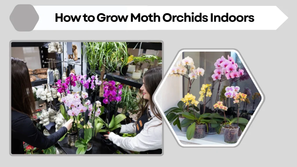 How to Grow Moth Orchids Indoors