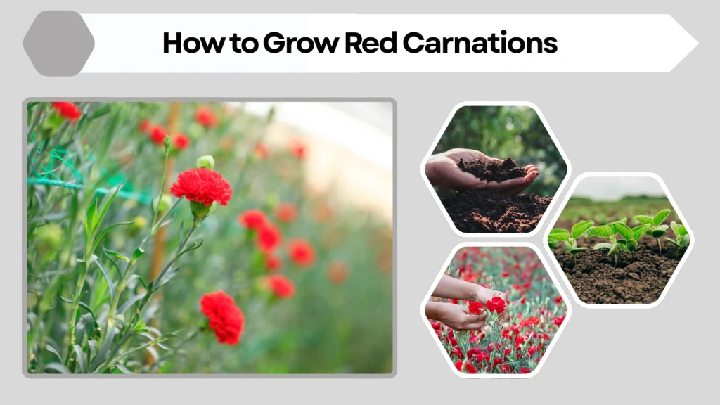 How to Grow Red Carnations