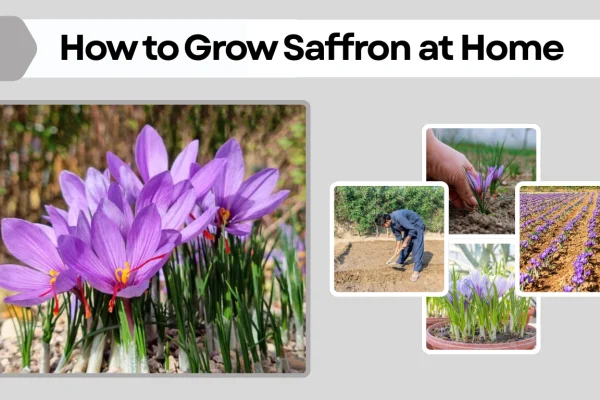 How to Grow Saffron at Home Easy Step-by-Step Guide