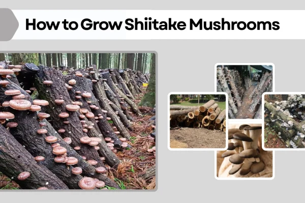How to Grow Shiitake Mushrooms Step-by-Step Guide for Beginners 