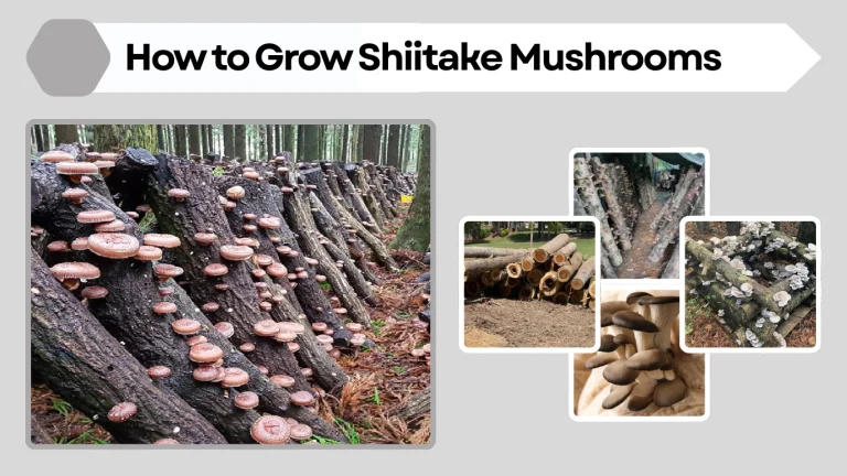 How to Grow Shiitake Mushrooms Step-by-Step Guide for Beginners 