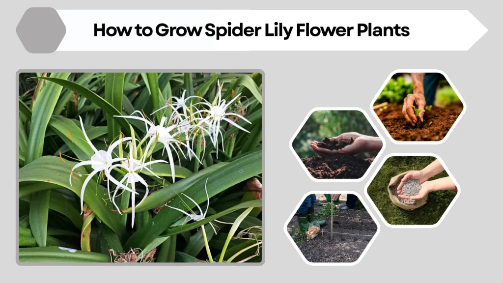 How to Grow Spider Lily Flower Plants