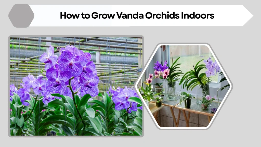 How to Grow Vanda Orchids Indoors