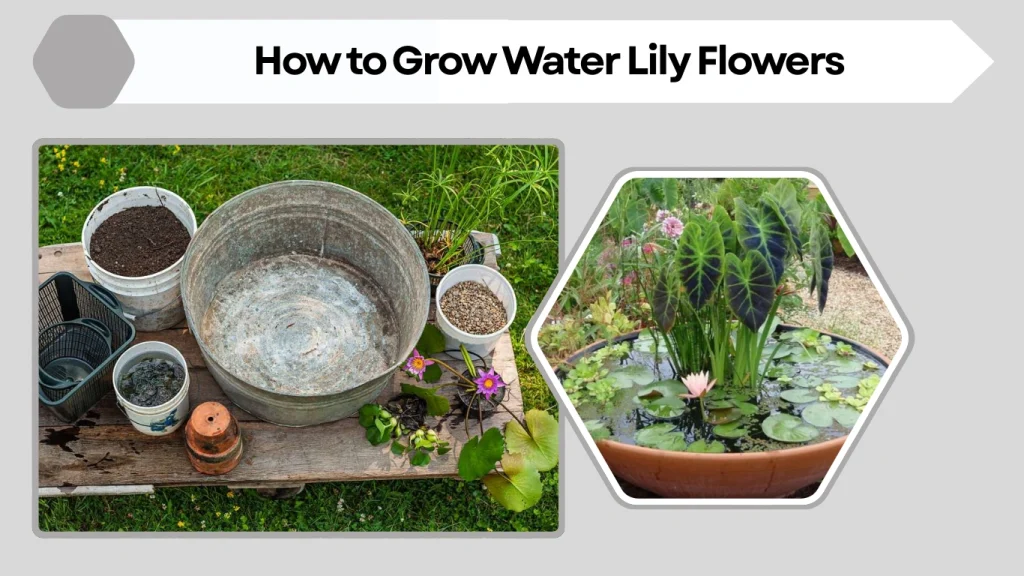 How to Grow Water Lily Flowers
